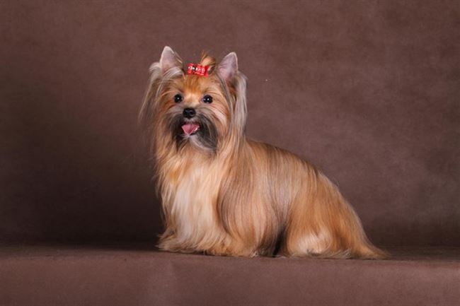 Описание породы русская салонная собака, цена и фото, отзывы владельцев